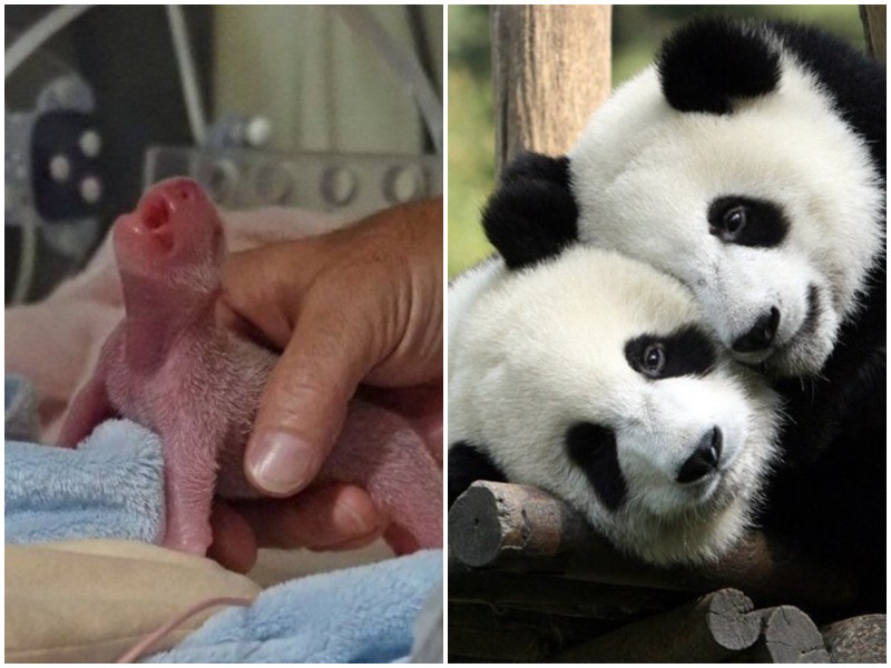 В зоопарке Франции родились два малыша панды