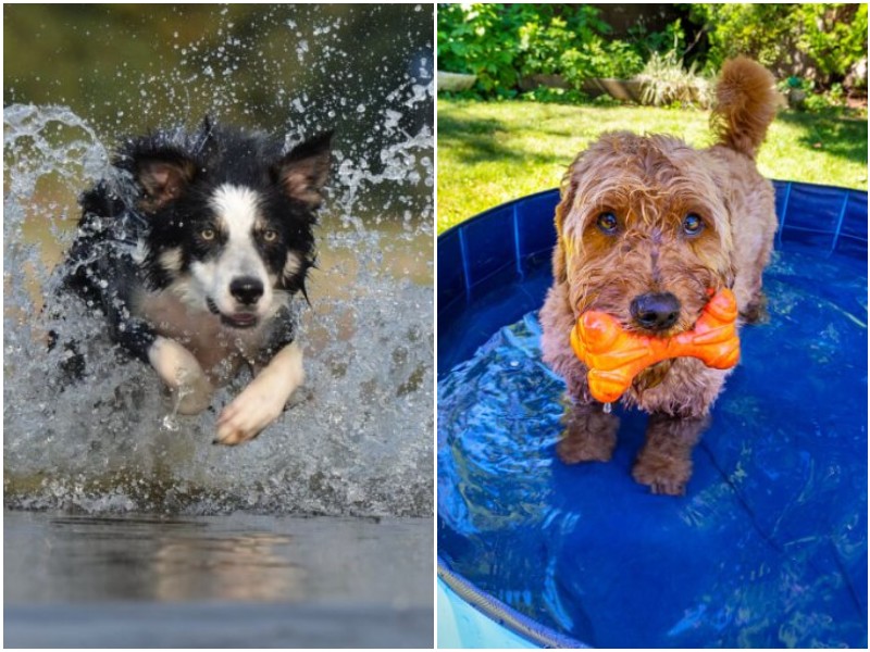 Лучшие водные развлечения для собаки летом