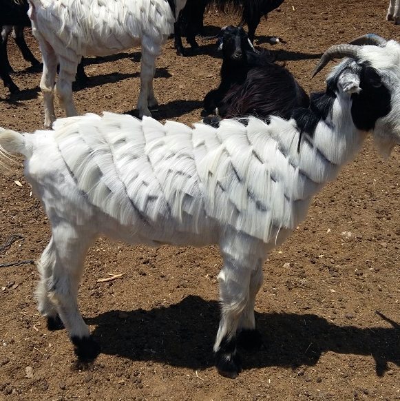 Турецкий пастух прославился в TikTok после того, как стал парикмахером коз 