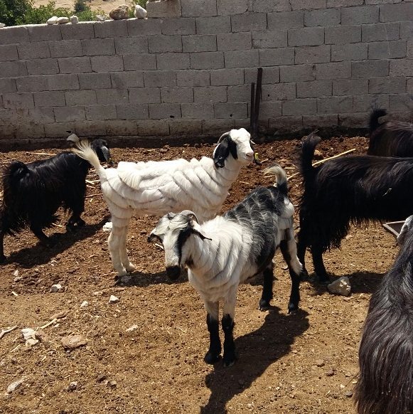 Турецкий пастух прославился в TikTok после того, как стал парикмахером коз 