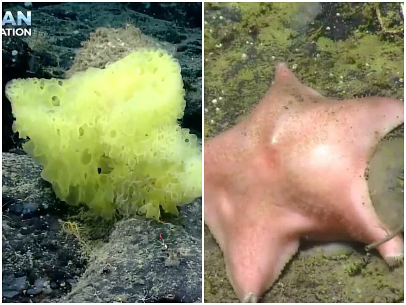 Биологи нашли в океане реальных Губку Боба и Патрика