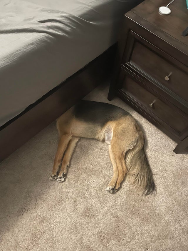 "Наш пес не может залезть под кровать, поэтому сует туда только голову"
