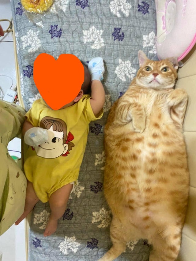 Хозяйка сравнивает кота и новорожденную дочь