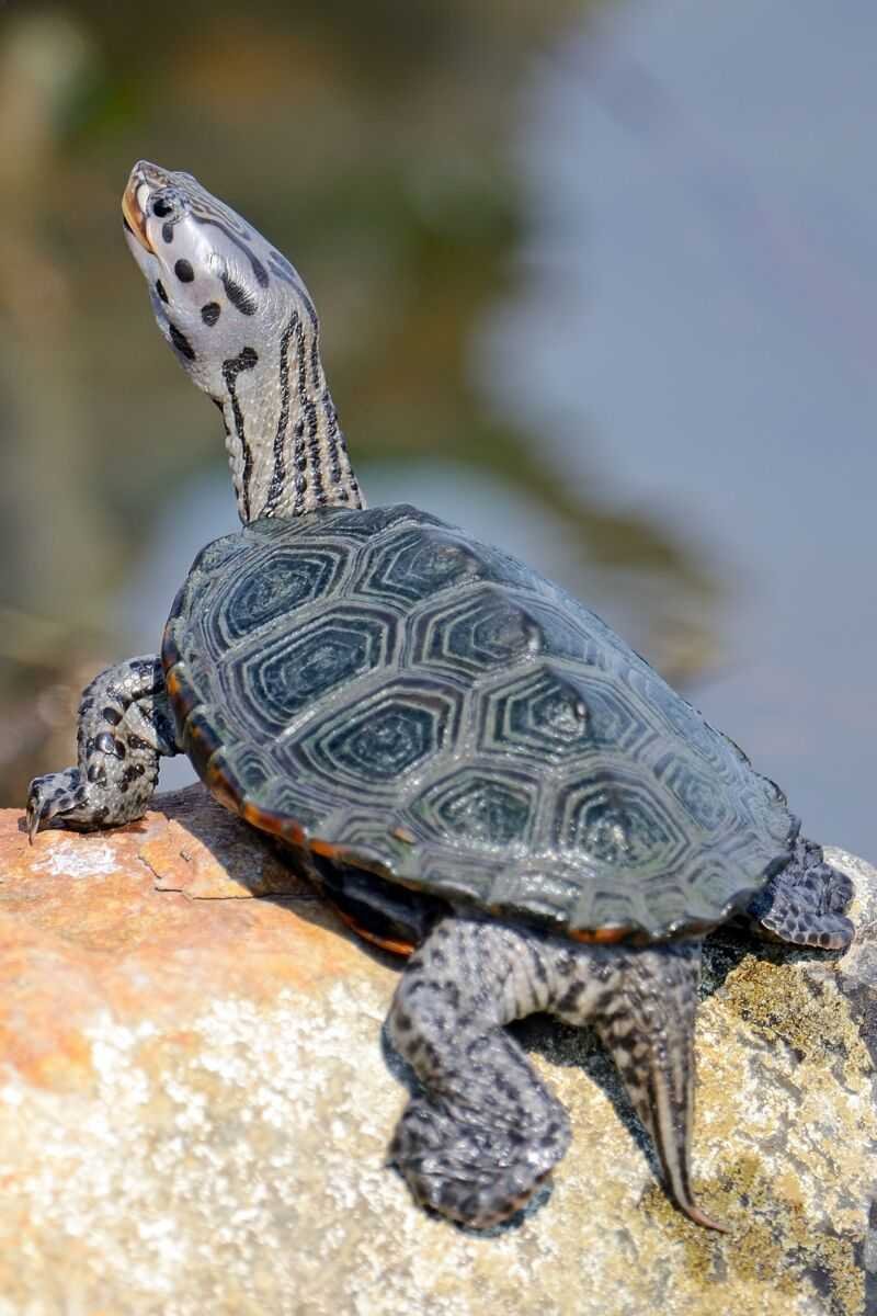 Бокошейная черепаха - необычная рептилия с длинной шеей, не помещающейся под панцирь