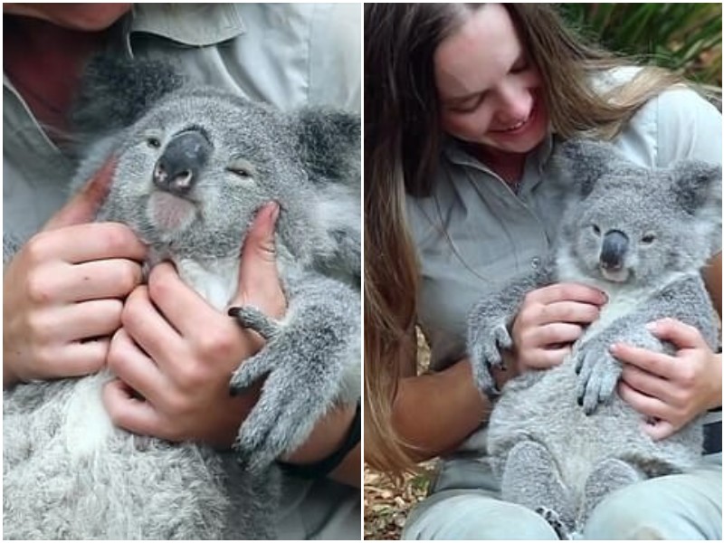 Милейшая реакция коалы на массаж 