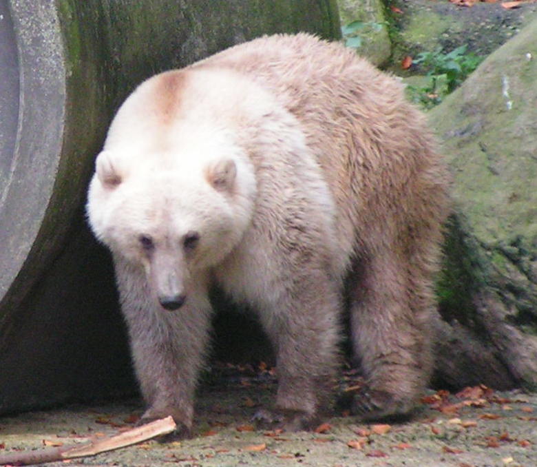 На фото гибрид белого и бурого медведя в Оснабрюкском зоопарке