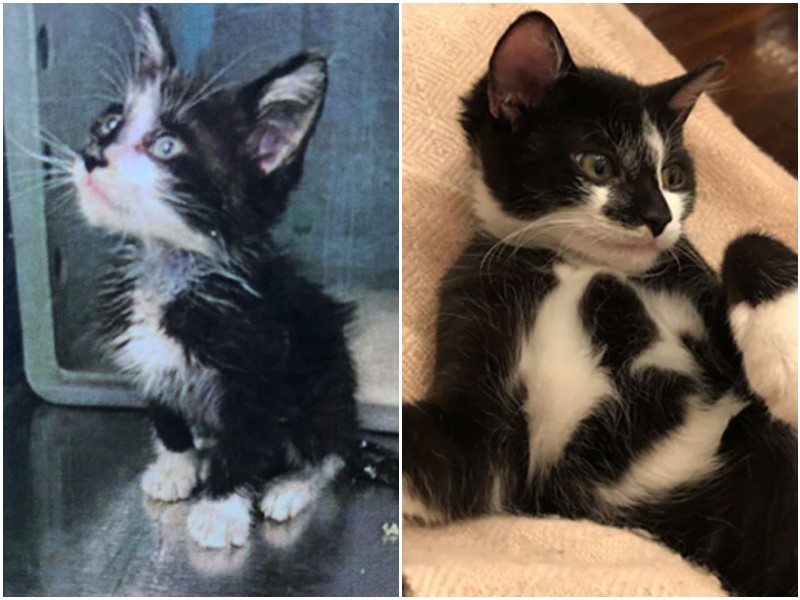 20+ добрых фото кошек до и после спасения