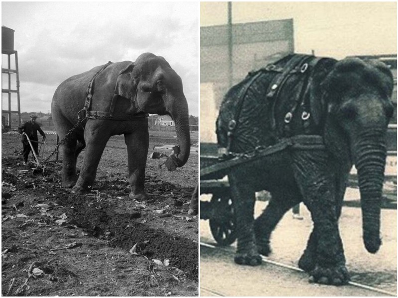 Как слоны помогали людям во время войны