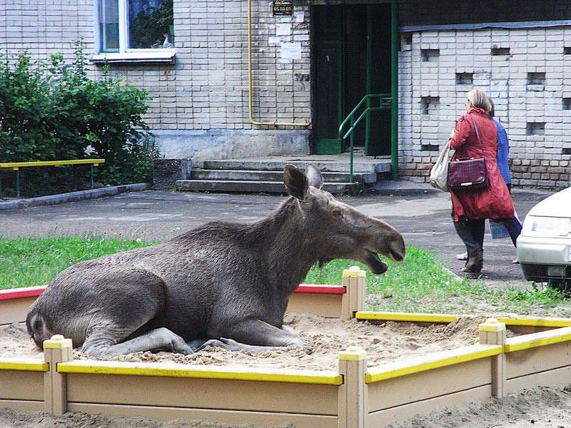 Дикие лоси чувствуют себя, как дома, в городе Пензенской области