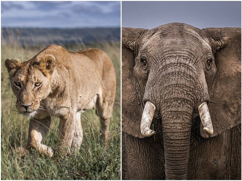 Удивительные фото диких животных из заповедника Кении