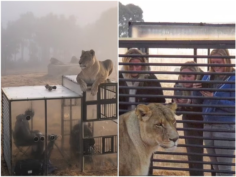 В львином заповеднике ЮАР появилась "клетка" для туристов