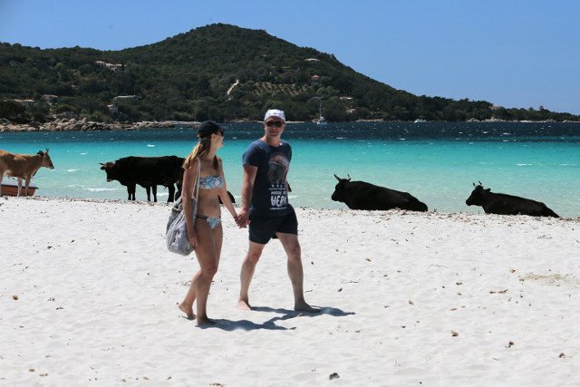 Бродячие коровы мешают туристам отдыхать на пляже
