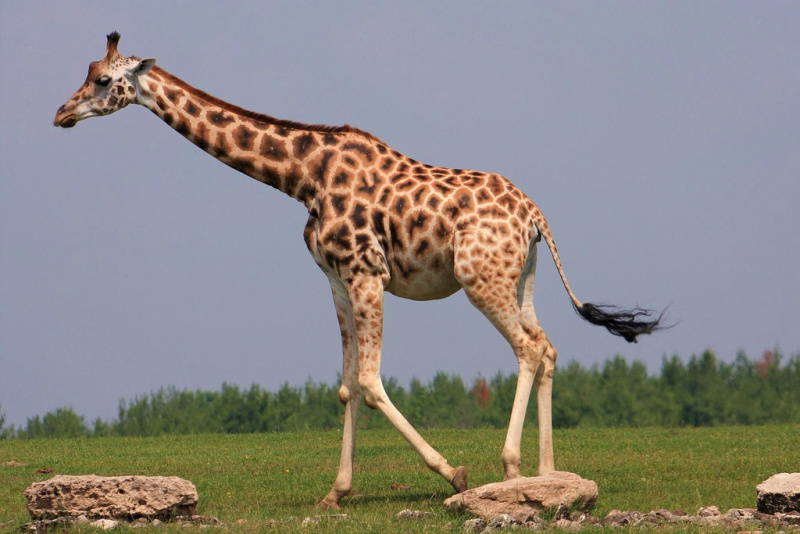 7. Вспомнили, как выглядит жираф? А теперь осознайте, что количество шейных позвонков у них и у нас - одинаковое
