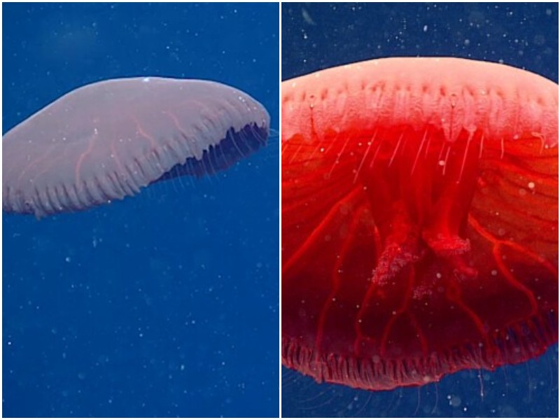 В Атлантике нашли новый вид красной медузы