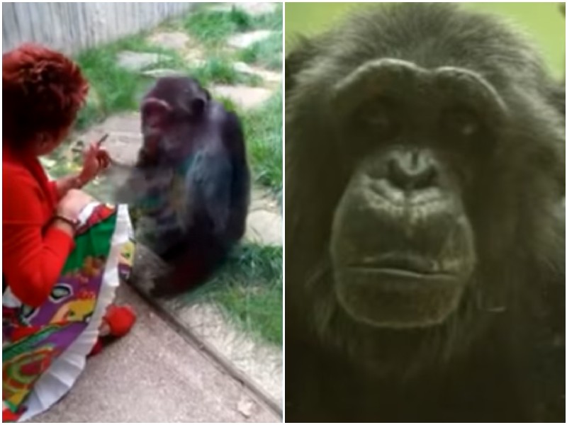 Зоопарк запретил женщине посещать обезьяну, с которой она сдружилась