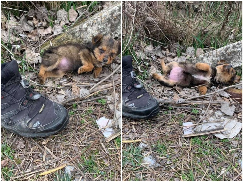 Мужчина заметил среди мусора щенка, лежащего в ботинке