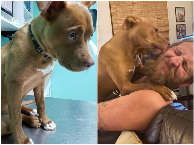 До и после: 15 трогательных фото животных, которым подарили новую жизнь