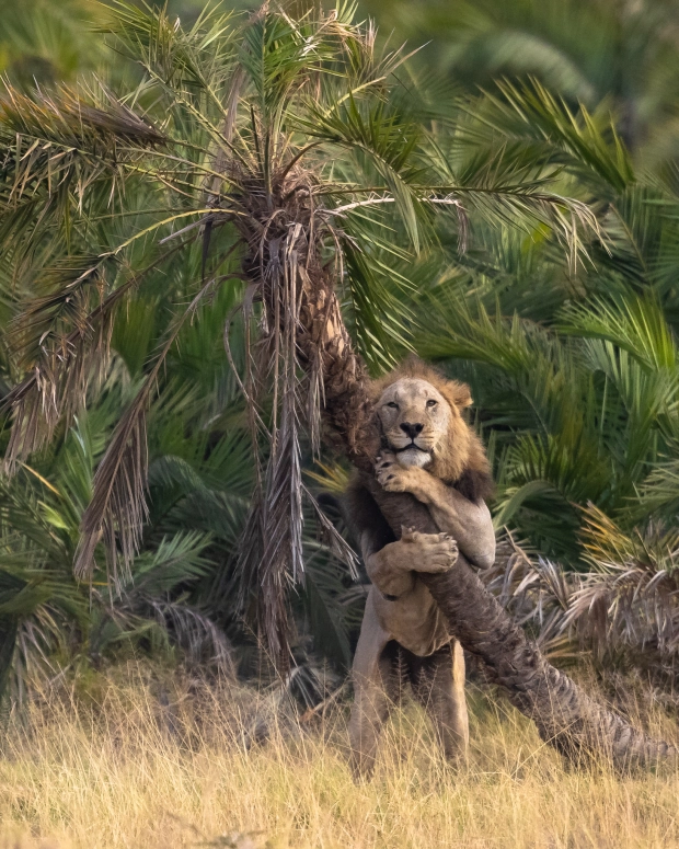 Фотограф заснял необычный момент, как лев обнимается с пальмой