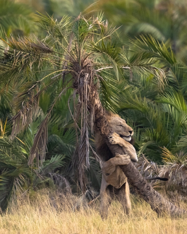 Фотограф заснял необычный момент, как лев обнимается с пальмой