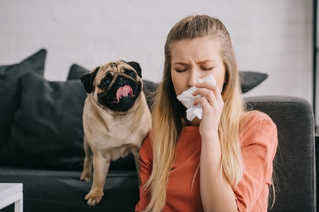 Какие породы собак могут заводить аллергики