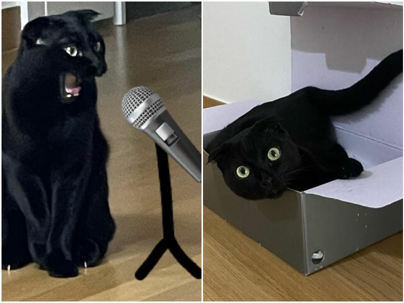 Фотогеничный чёрный кот покоряет сердца в соцсетях