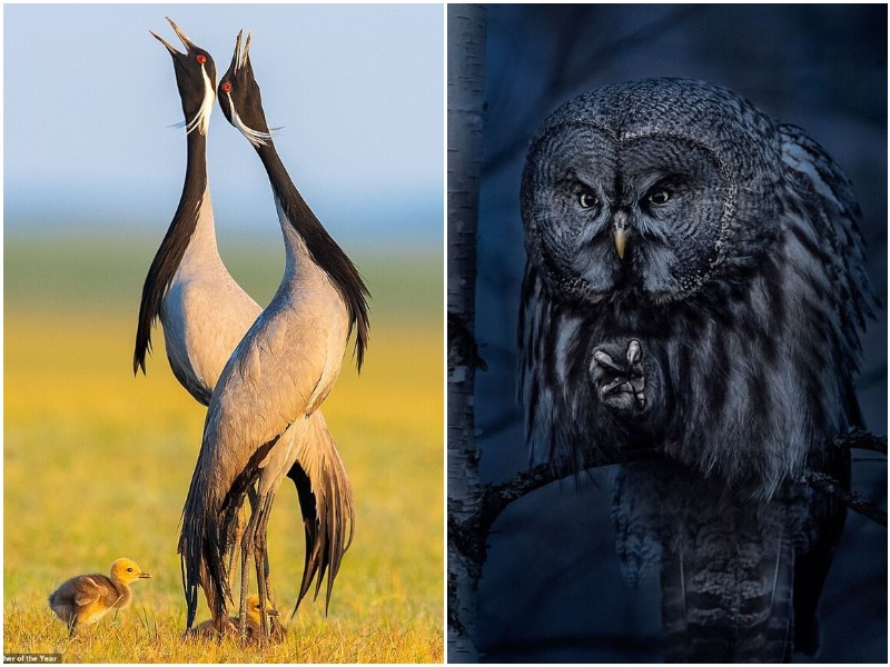 20 удивительных фото птиц, которые поражают красотой и разнообразием 