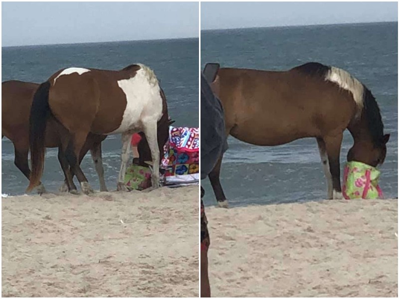 Банда лошадей ворует вещи посетителей пляжа 