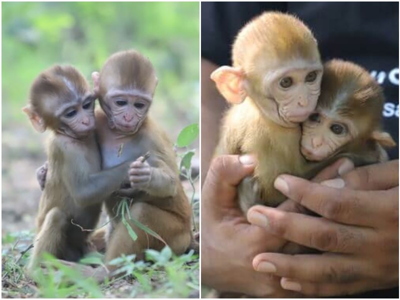 Осиротевшие крохи-обезьянки не отходят друг от друга со дня знакомства 