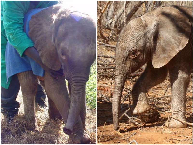 Слониха пришла к бывшим опекунам - и отблагодарила за спасение жизни