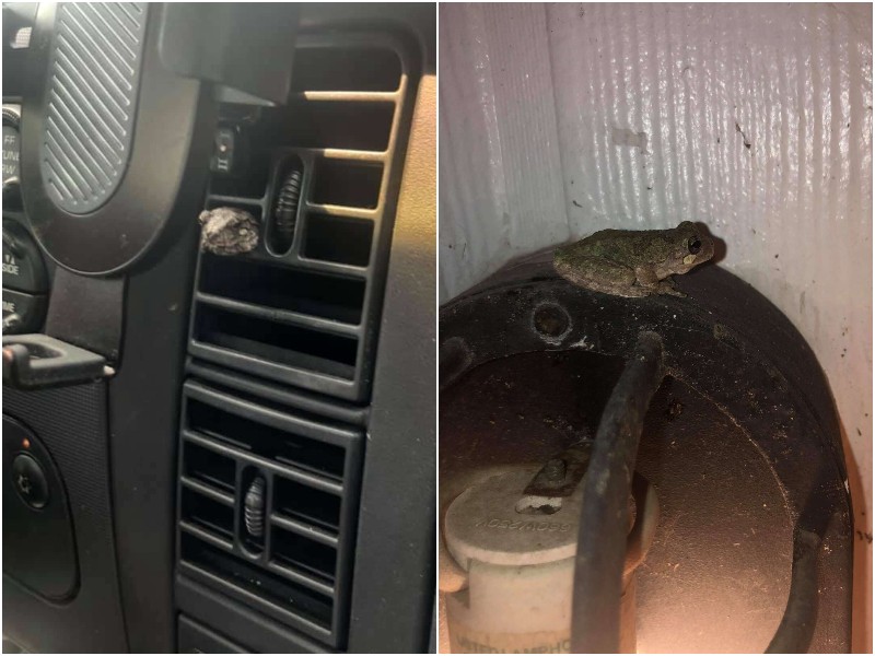 Пара заметила на своей машине интересного пассажира - лягушку