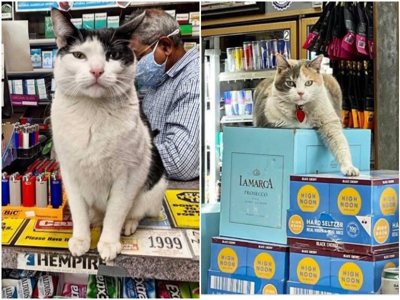 20+ котов, которые завладели магазинами, не спросив разрешения
