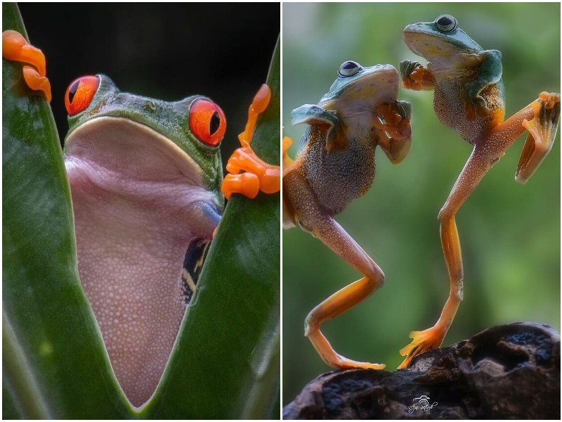 Чудесные снимки лягушек от фотографа из Индонезии