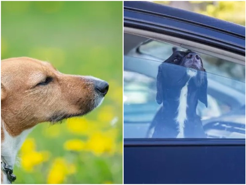 Как собаки находят дорогу домой, если потерялись за много километров