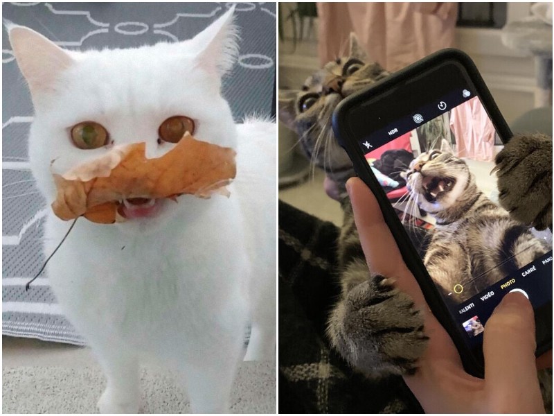 20+ смешных фото с дурашливыми котами, которые вас повеселят