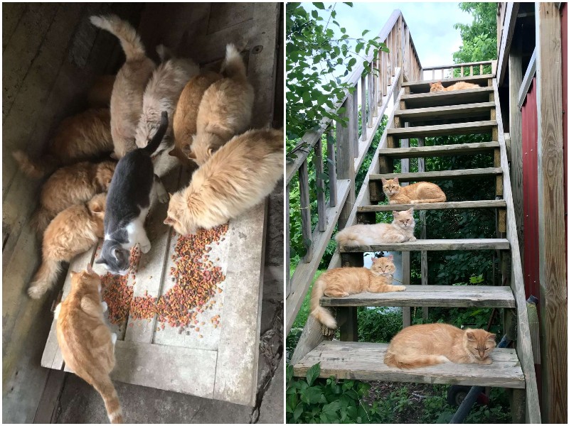 Пара купила новый дом, и обнаружила там 15 котов