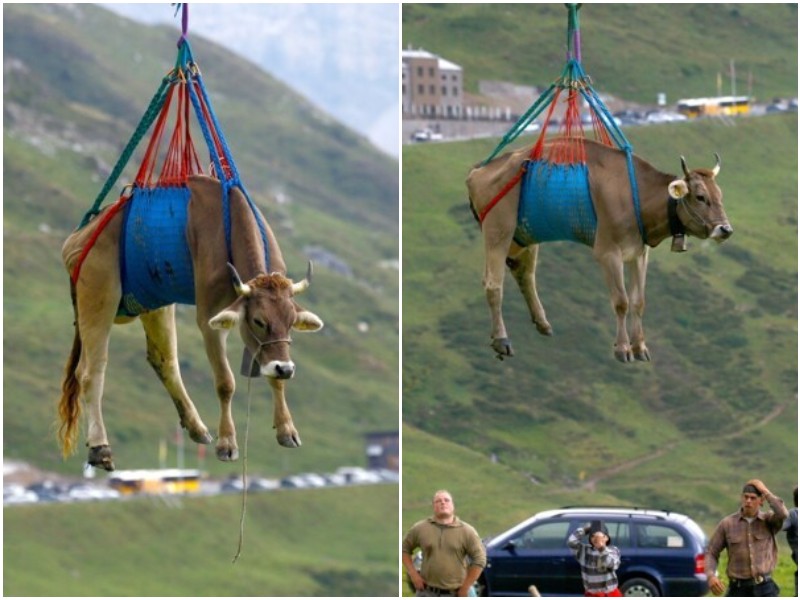 В Альпах коровы летают на вертолетах 