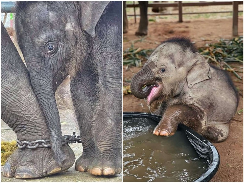 Маленького слоненка спасли из тайского лагеря, и подарили новую жизнь