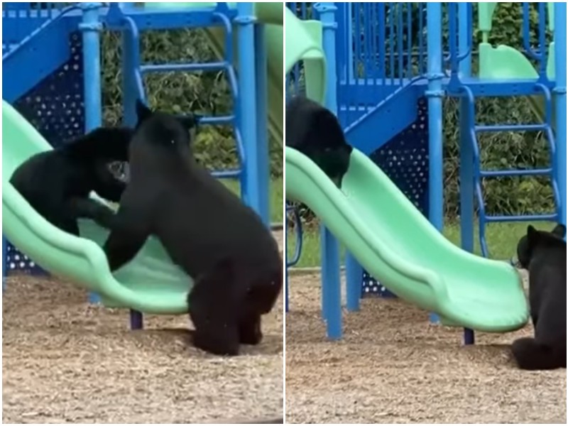 Медведица забавно учит детеныша кататься с горки