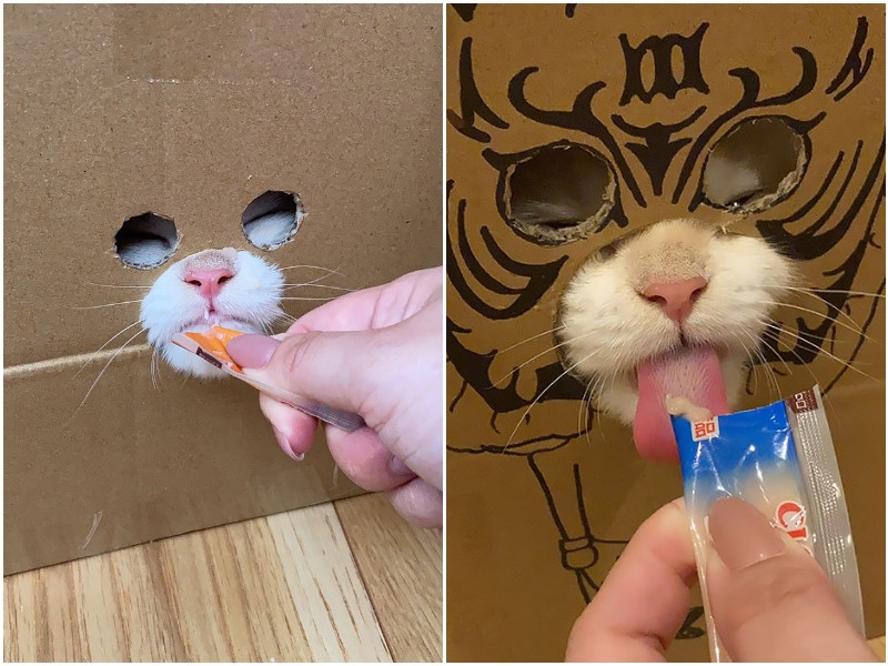 Японка показала забавный способ кормления своего кота