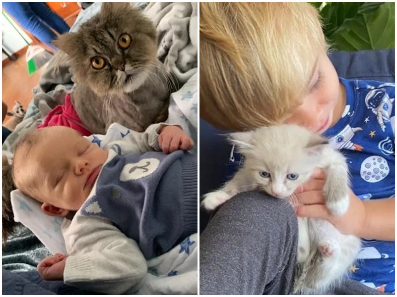 Маленький мальчик нянчится с котятами с самого рождения