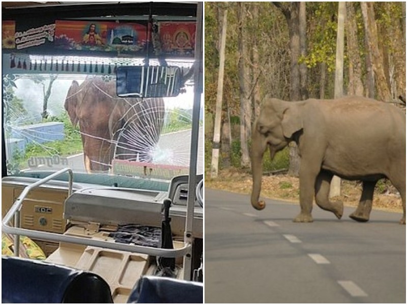 Слон решил напасть на автобус, и перепугал пассажиров
