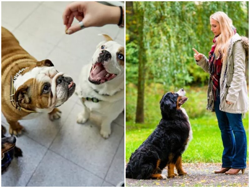 6 популярных мифов о собаках, которые давно развенчали 