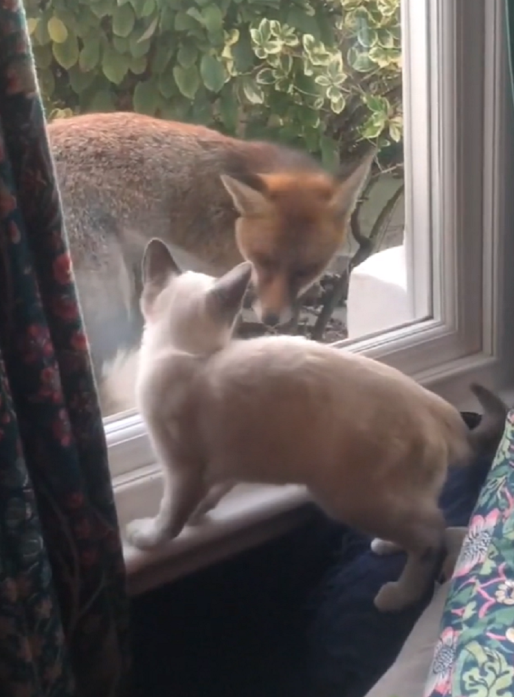 Хозяйка засняла встречу котенка с дикой лисицей