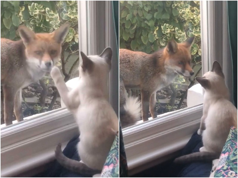 Хозяйка засняла встречу котенка с дикой лисицей