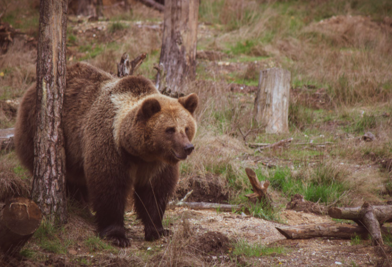 Почему медведь стал символом России для иностранцев