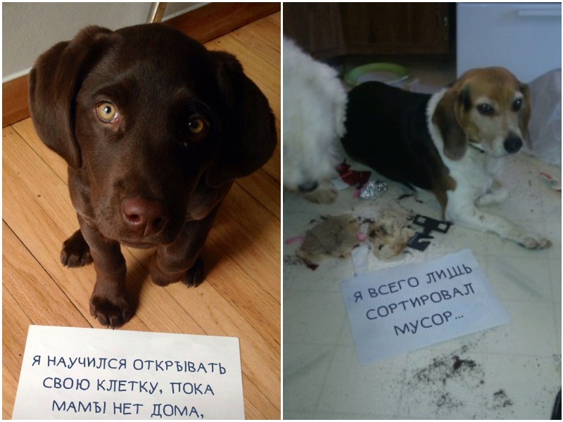20 нашкодивших собак, которые ни капли не жалеют о своих преступлениях