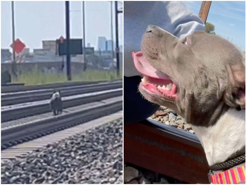 Собака с благодарностью смотрела на девушку, которая спасла ее от поезда
