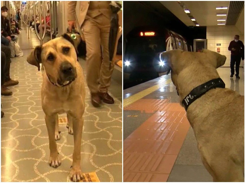 Бродячий пес из метро Стамбула стал звездой