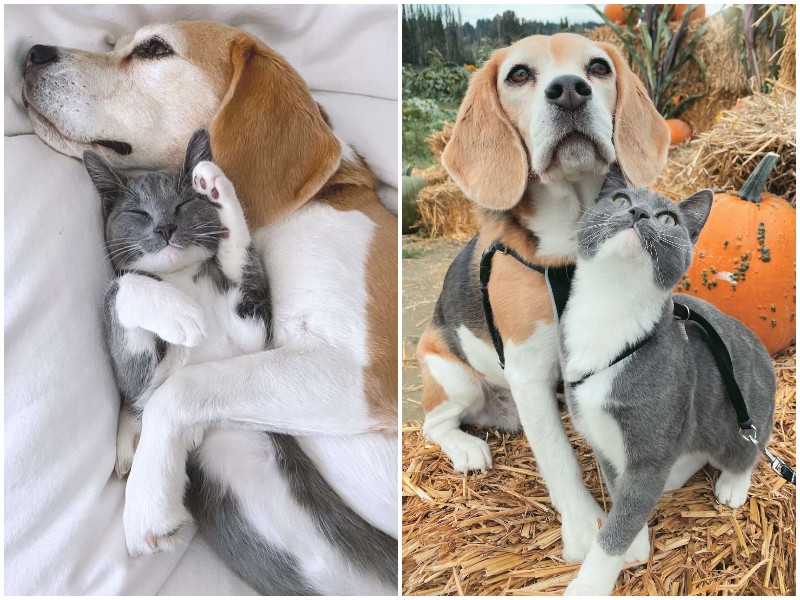 Милейшие кошка и собака души не чают друг в друге