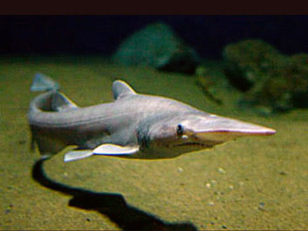 Живет на глубине 200 метров и весит 200 килограмм: что известно о самой малоизученной акуле